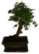 Zelkova 656 - pokojové bonsaje 